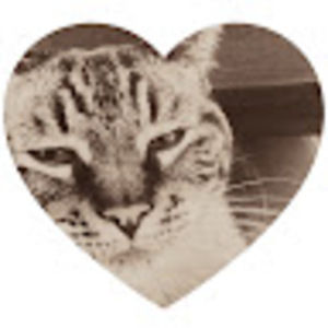 Meet your Posher, Rose